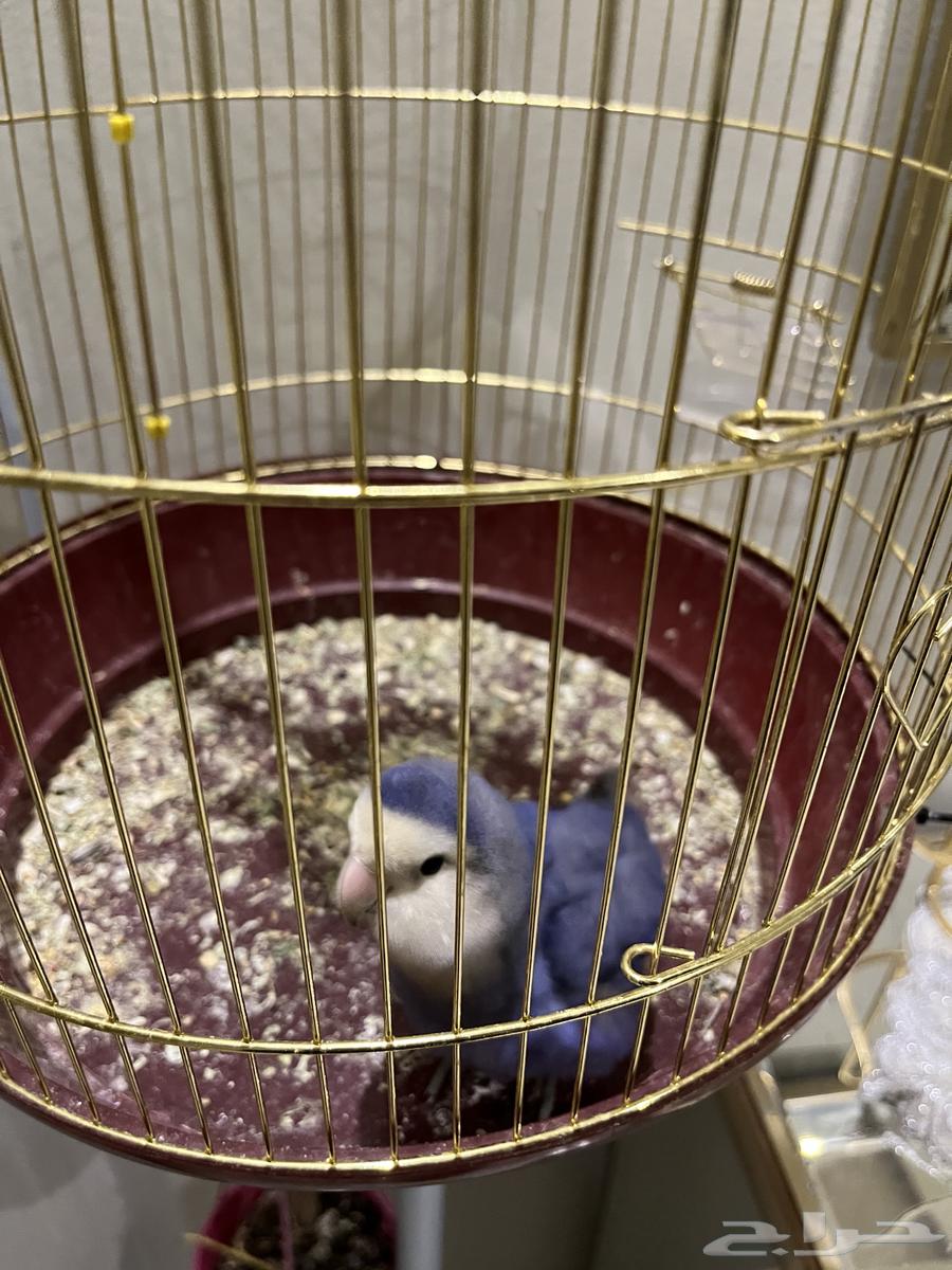 عصفور روز اليف64400549521666111