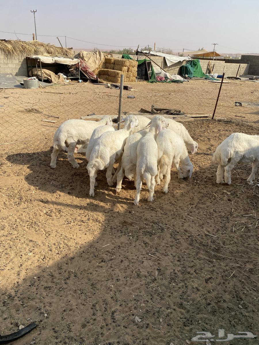 للبيع طليان حري64399787050371112