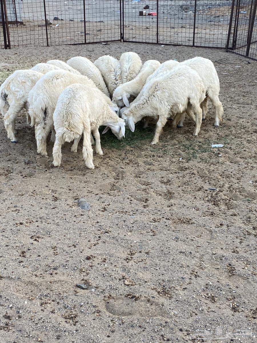 للبيع طليان نظاف وسمان64382376566529111