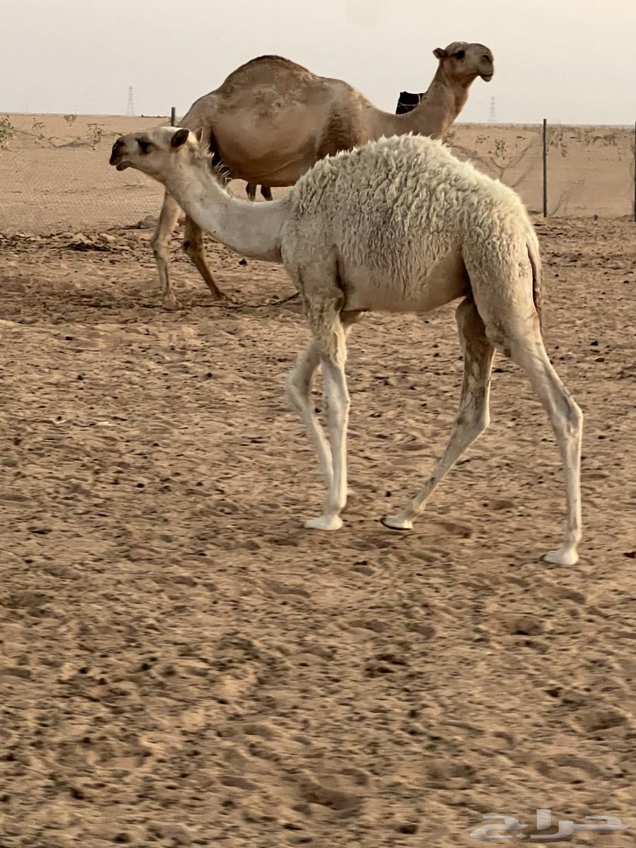 حشو ثنين للبيع قصب64395158353795111