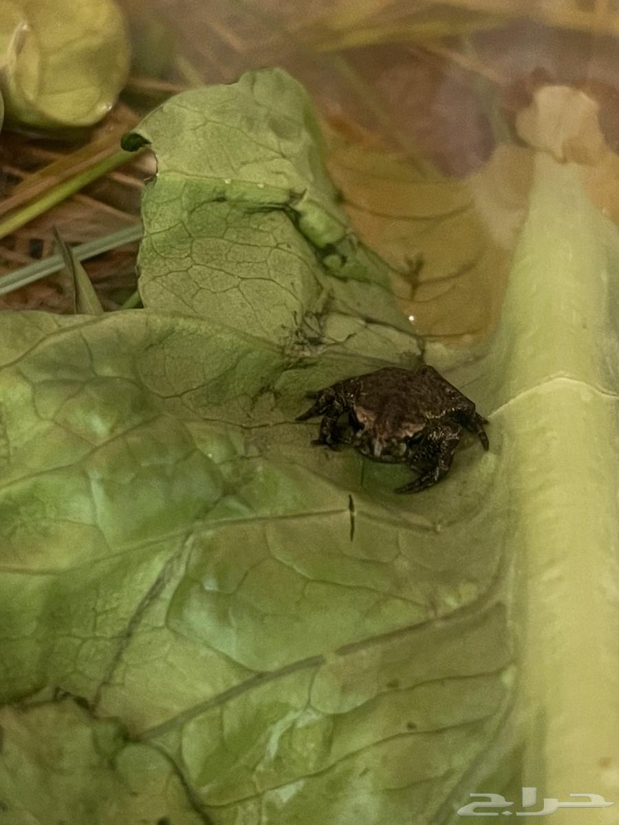 Dwarf frog64395853482113112