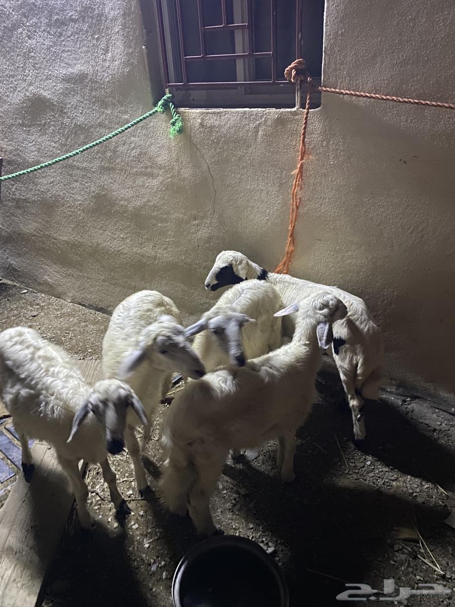 Number 5 goats64393459007235110