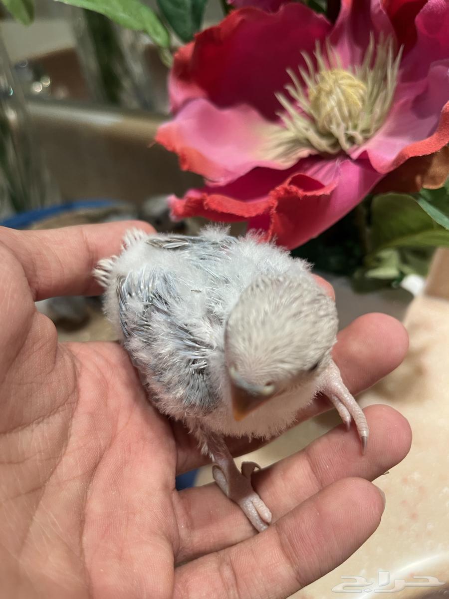 للبيع فروخ روز لمحبين الهدد والولافه64396143149825114