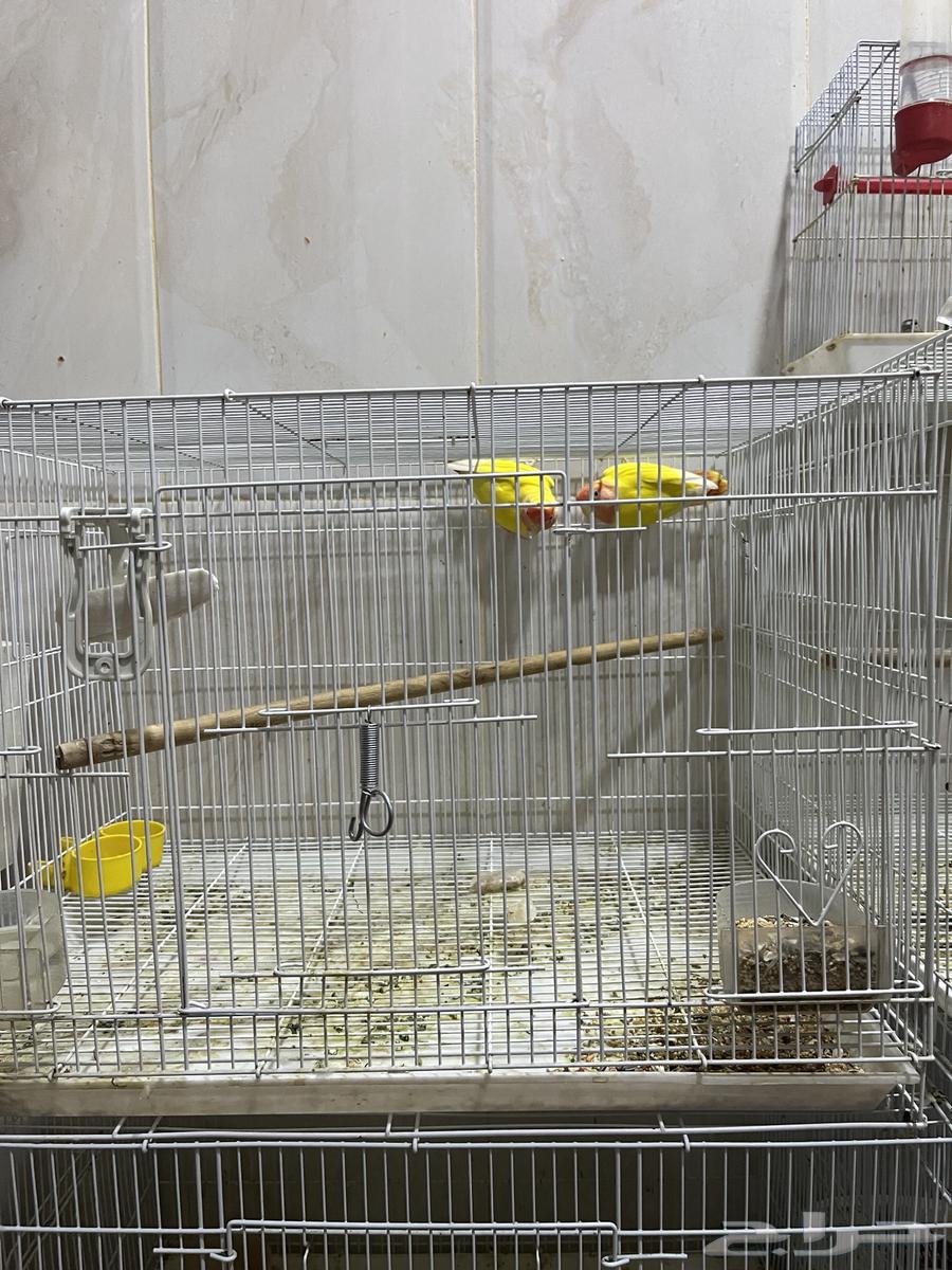 A pair of Rosy and a pair of Java birds64399216452354110