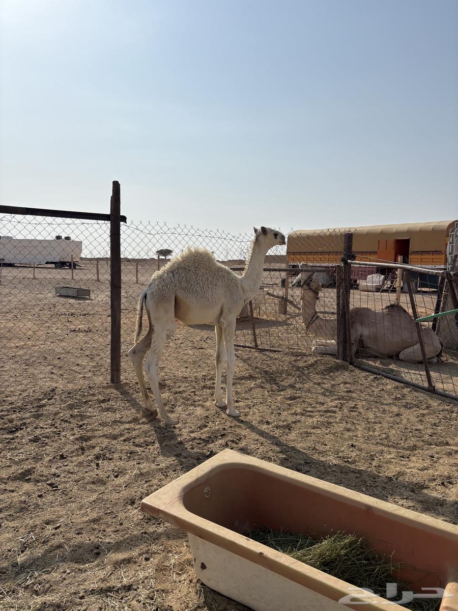 Qa'dan Qasab64400925172353112