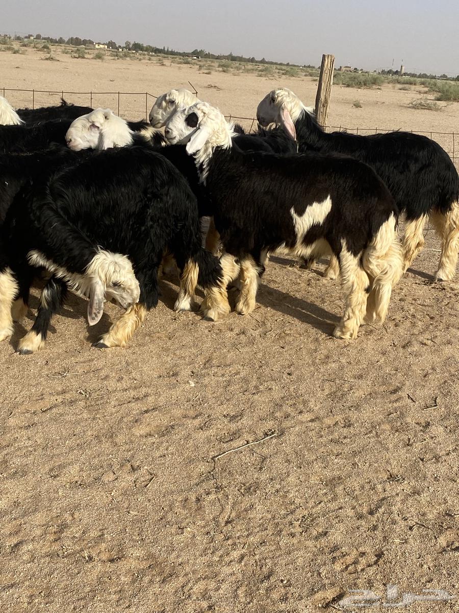 للبيع نجد جذعان64397963336451110