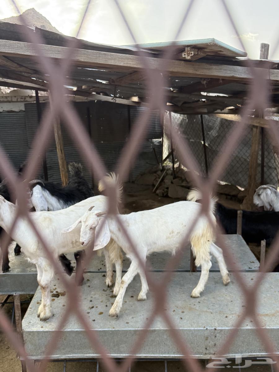 معزا بيضاء وعوارض مع جفرات كبار للبيع64400980686466114