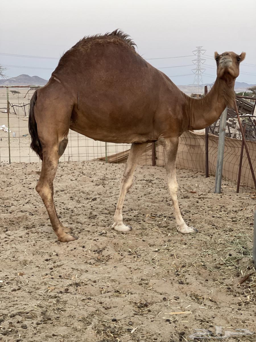 للبيع ناقه حايل رقم 364392896374913110