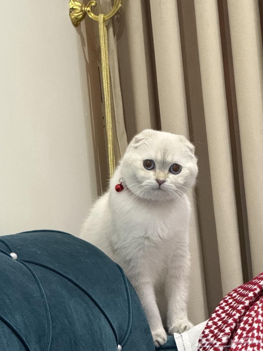 سكوتش تربل فلود فاخر للبيع64397242203139110