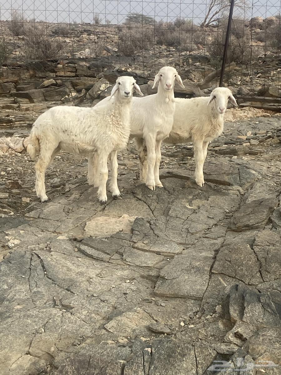 بهم نضيف64400300834305114