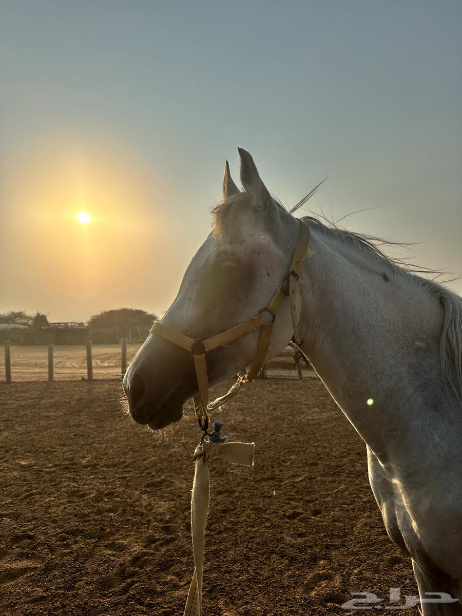 خيل شعبي64398451458947111