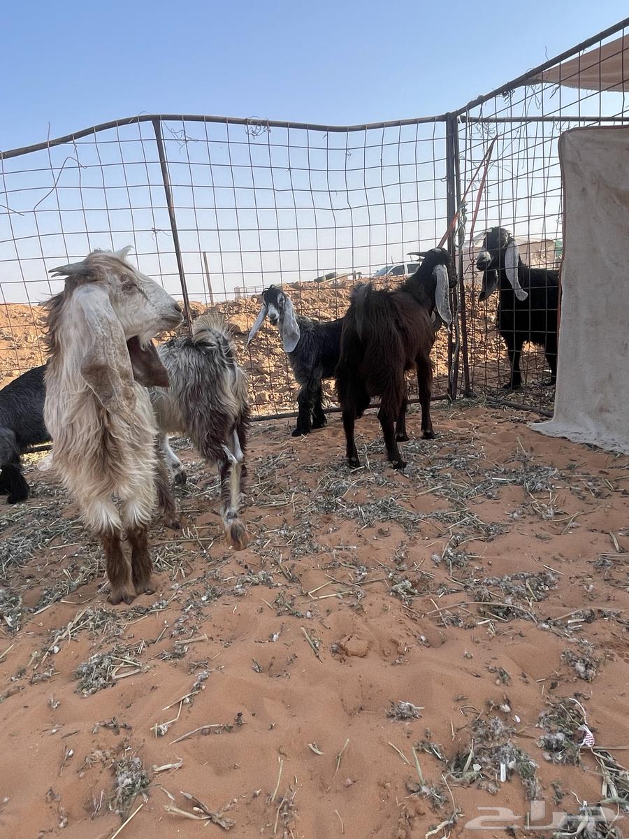 للبيع تيوس وجفرتين64400079032578113