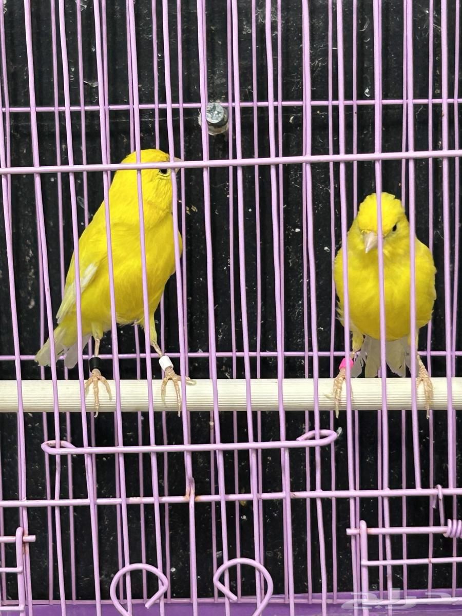 كناري اصفر ليموني64399508032643113