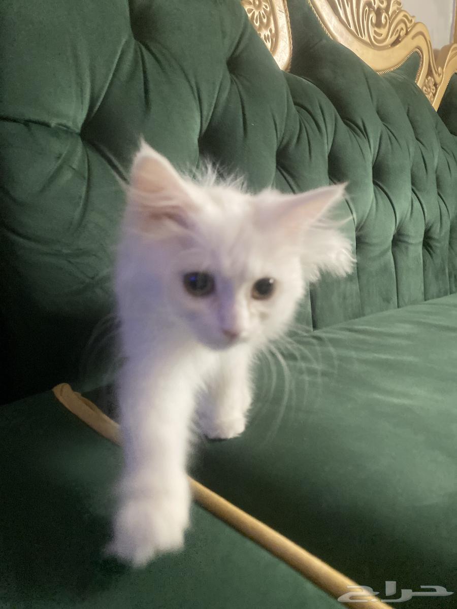 ((قطه للبيع سبب البيع مااحب القطط ))64399300088963110