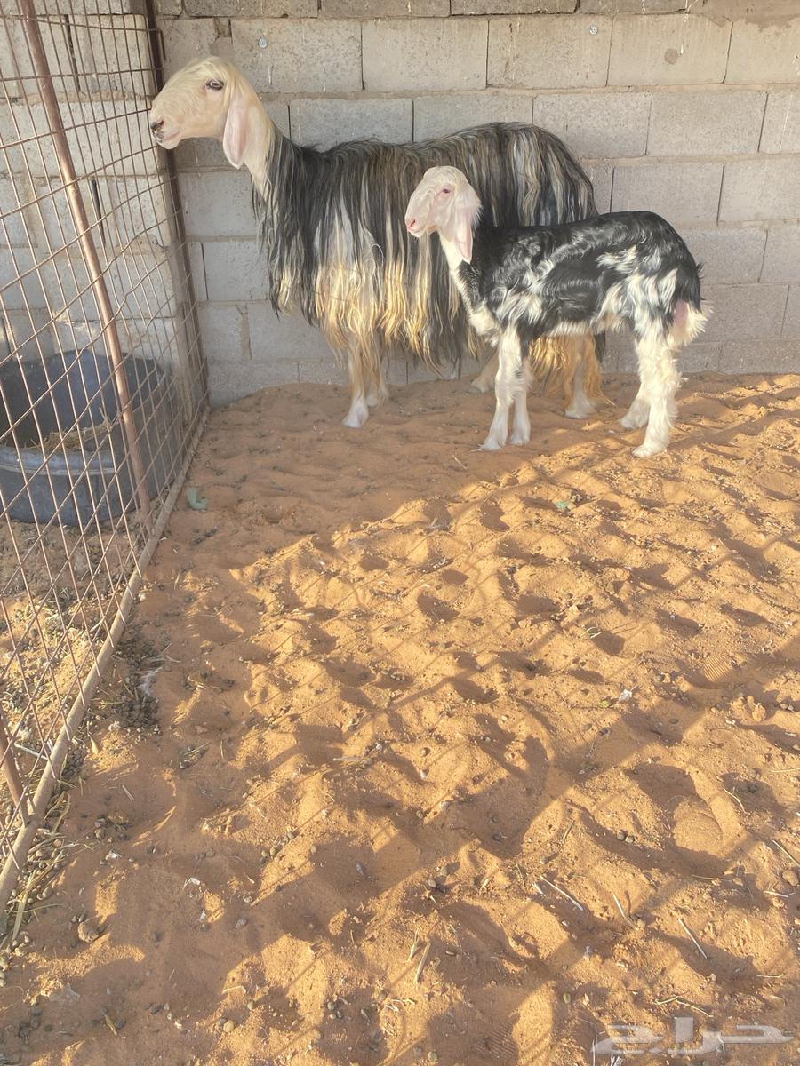 للبيع نجديه والد صنف64395324034563112