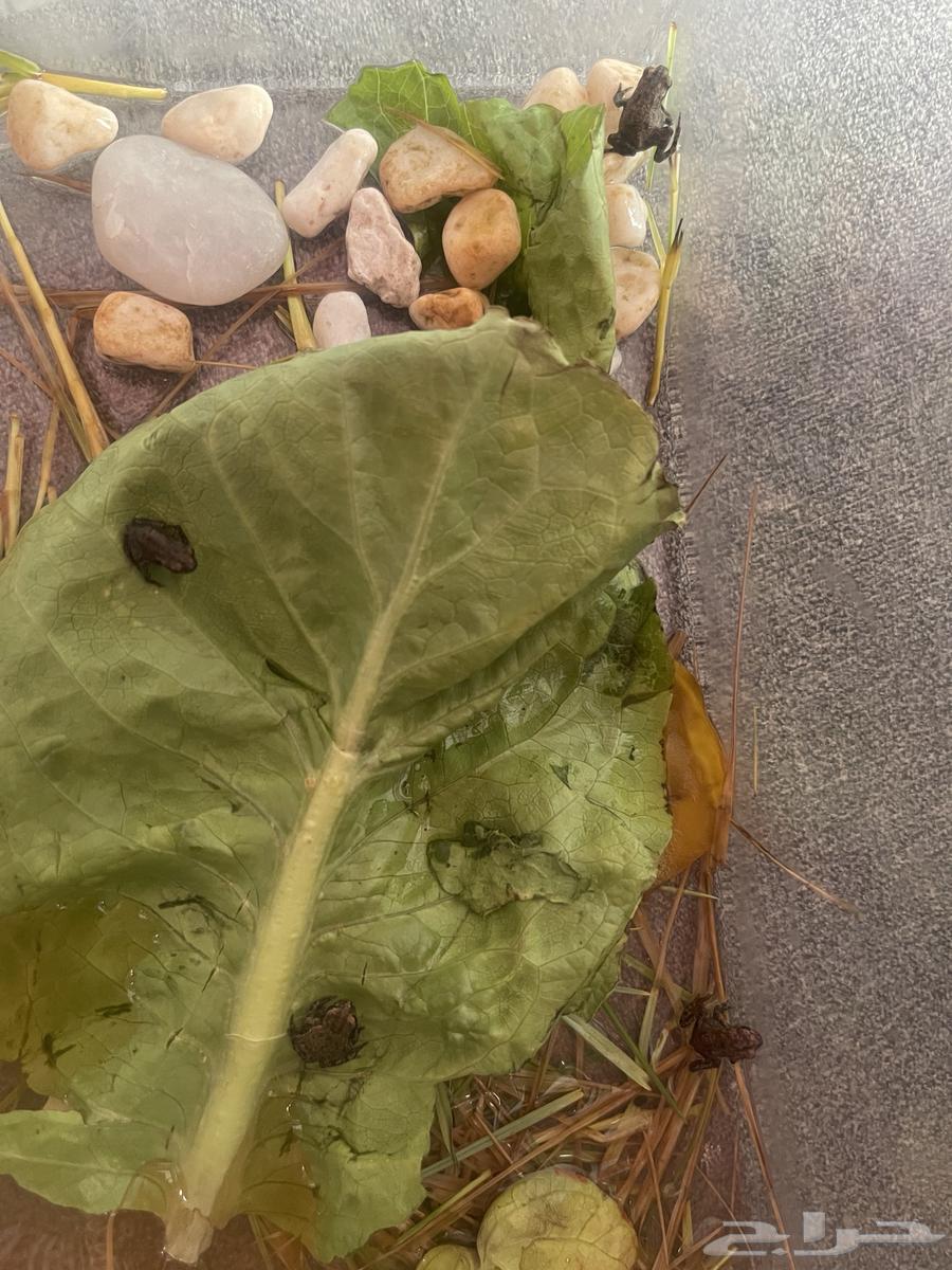 Dwarf frog64395853482113113