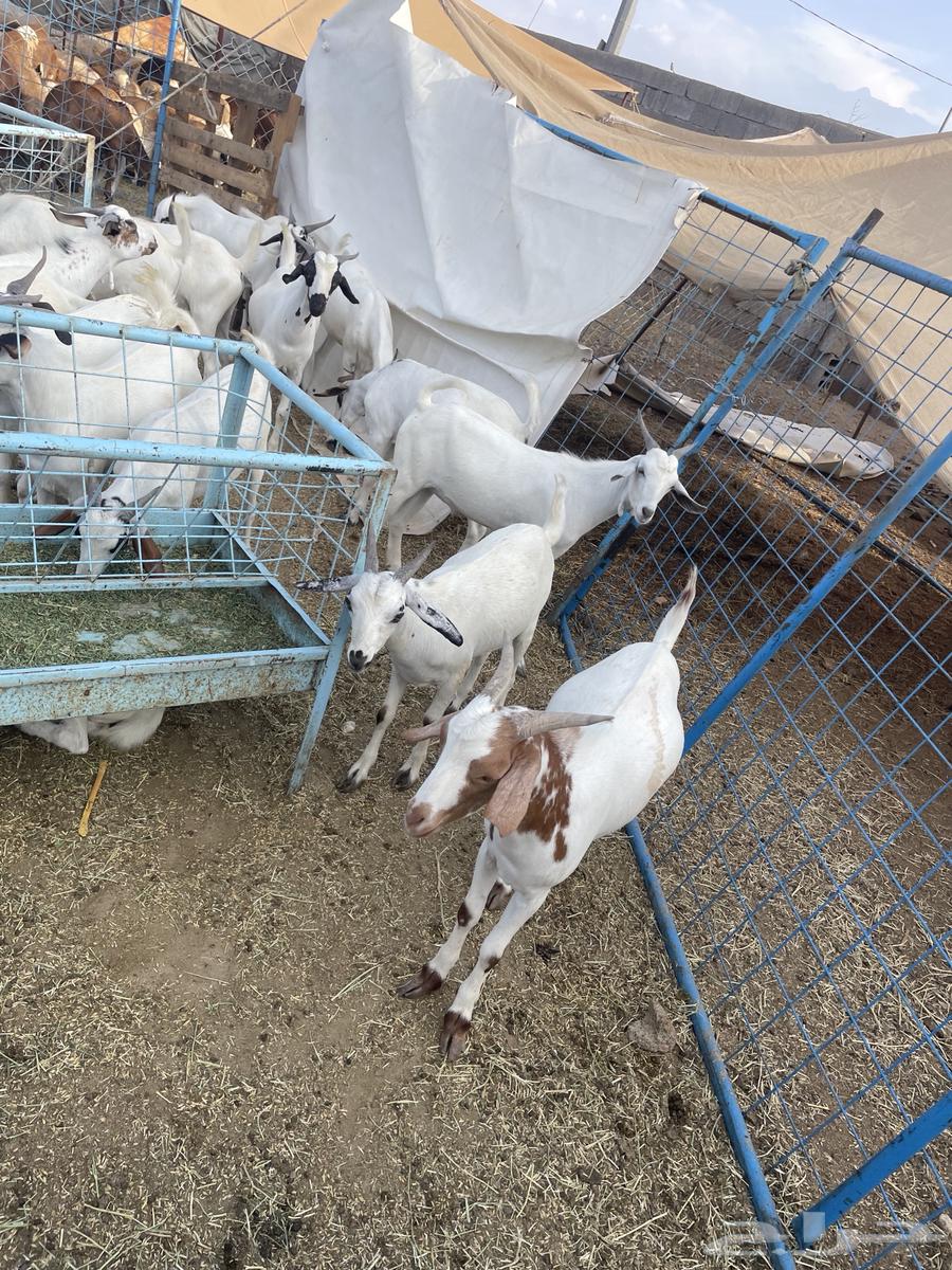 تيوس للبيع64400521451267113