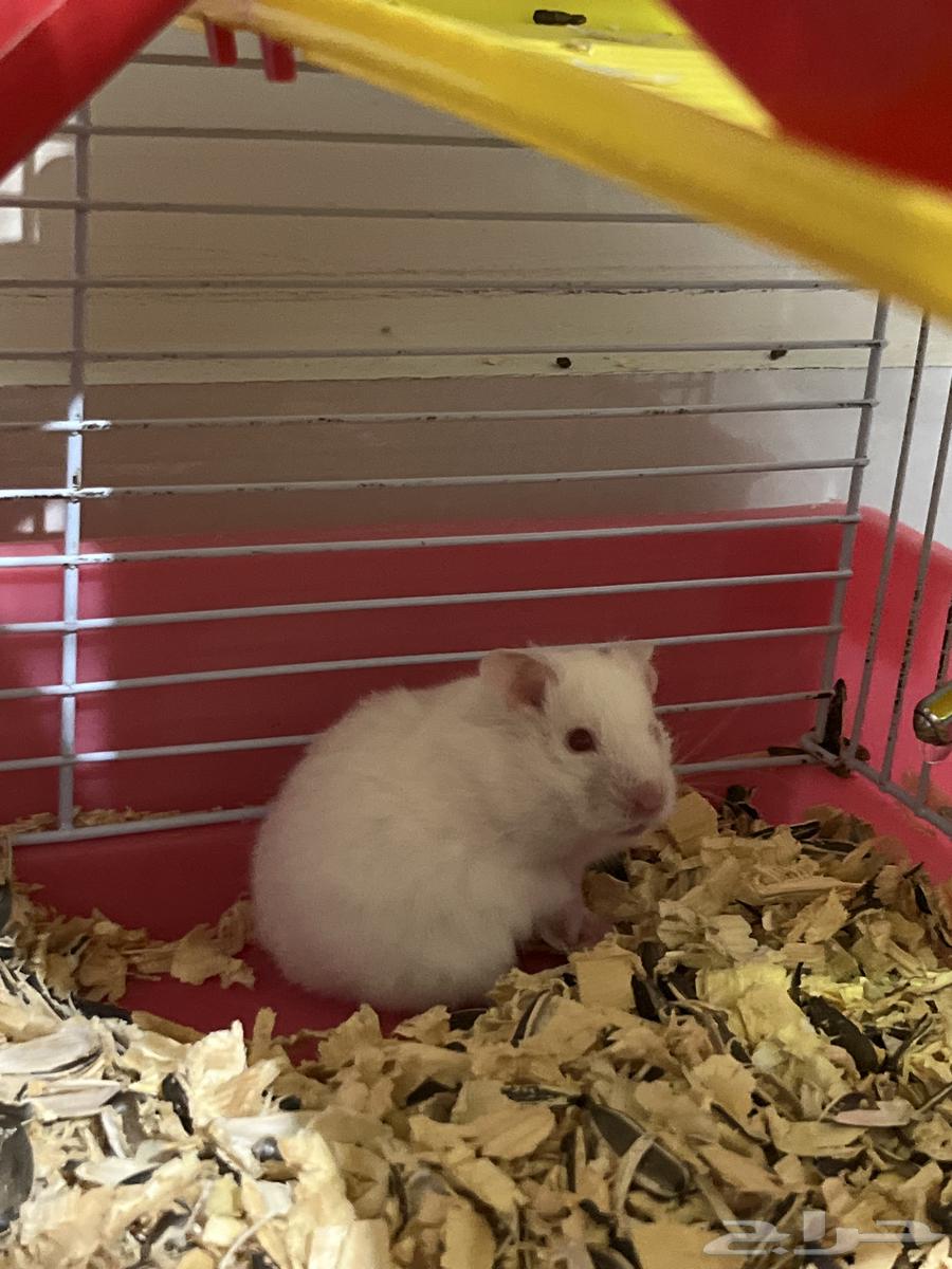 هامسترات للبيع64399147785730113