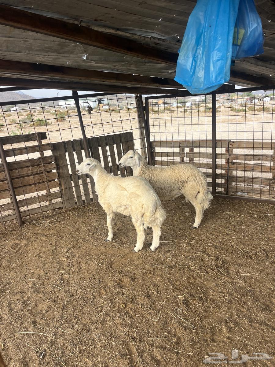 طليان حريه مع الذبح وتوصيل203تقيم إيجابي ولله الحمد64394441627779111