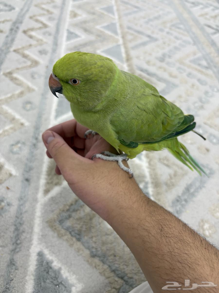 انثى دره العمر سنتين64398479007491111