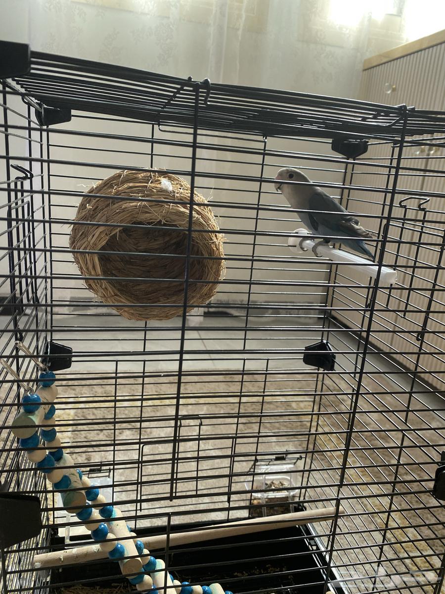 طير روز ذكر الصحه ممتازه العمر ما يقارب من 4شهور الى 6شهور64395379350401112