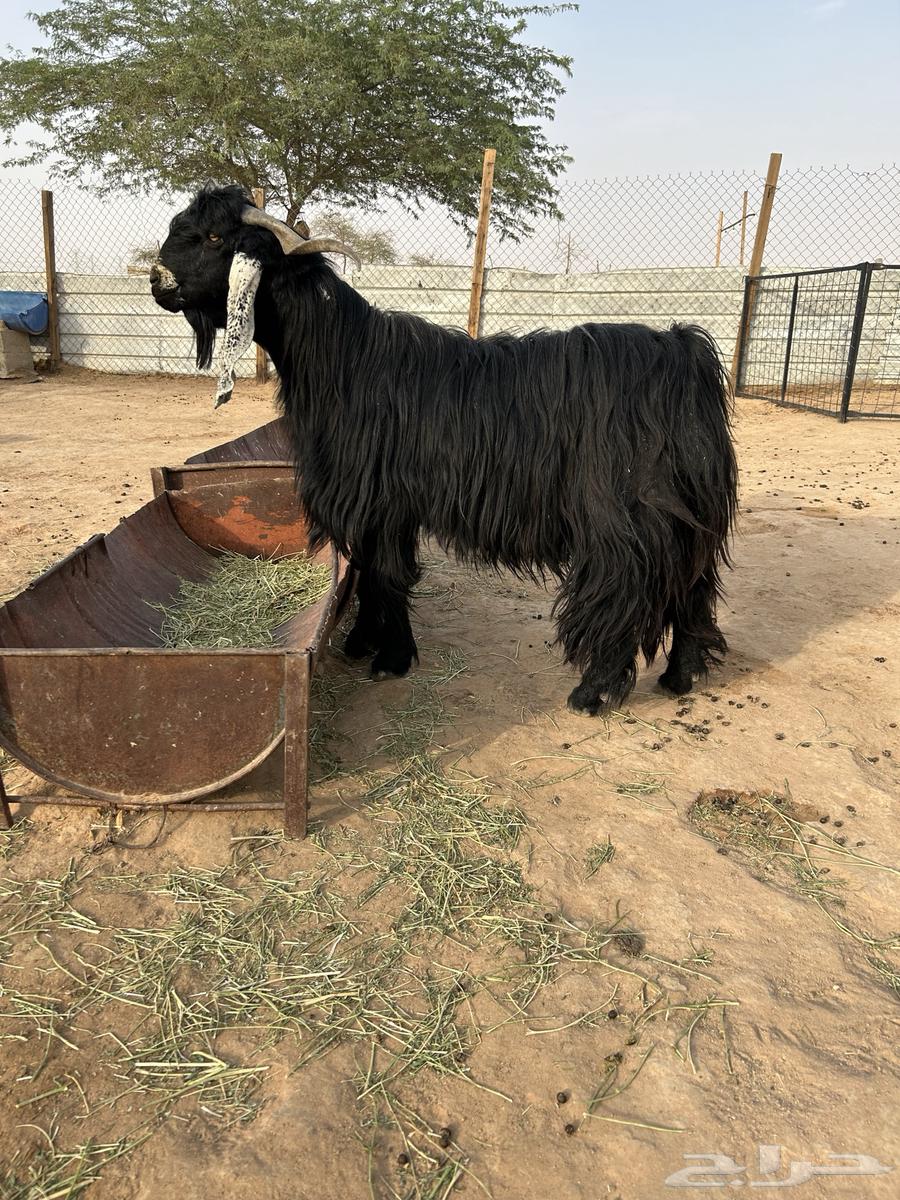 للبع فحل عارضي64400384299777112