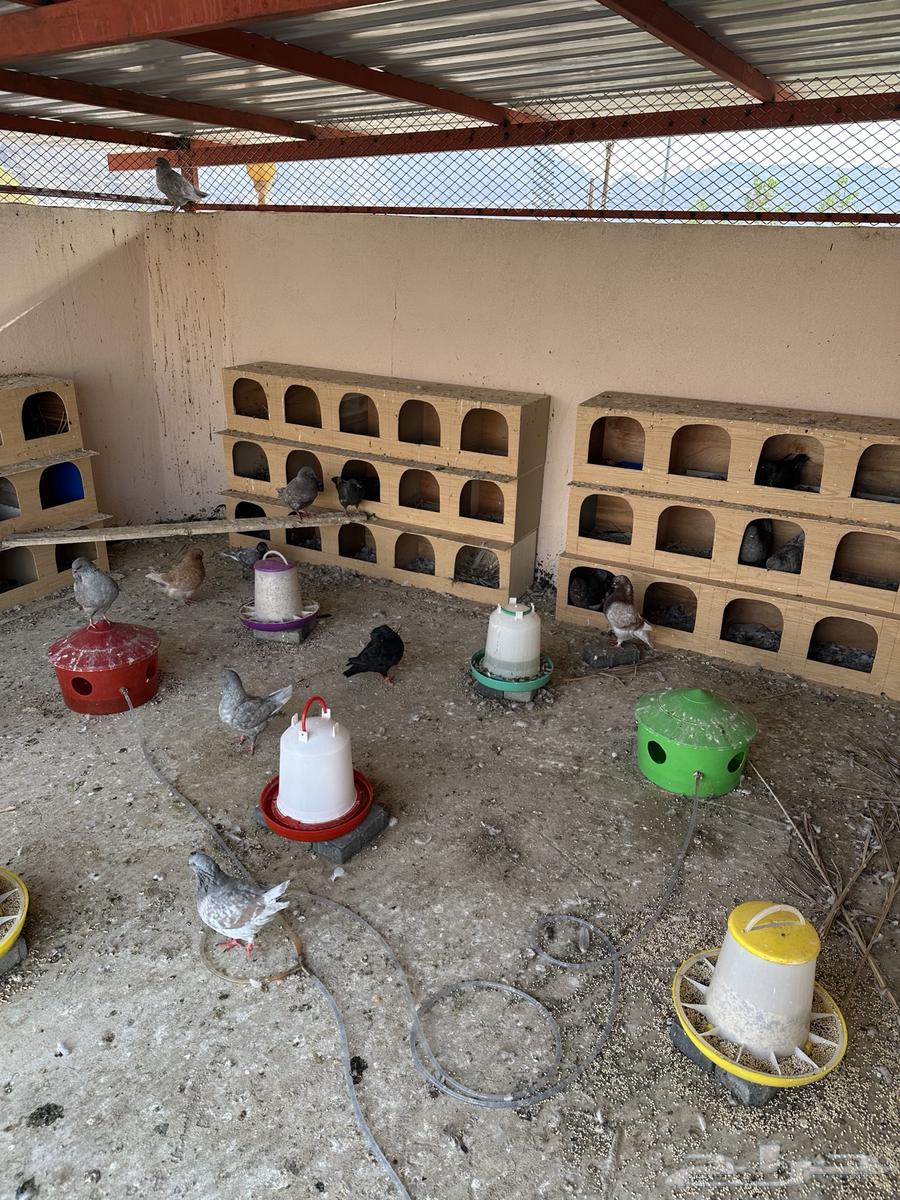 بيوت حمام تفصيل خشب64398673065473110