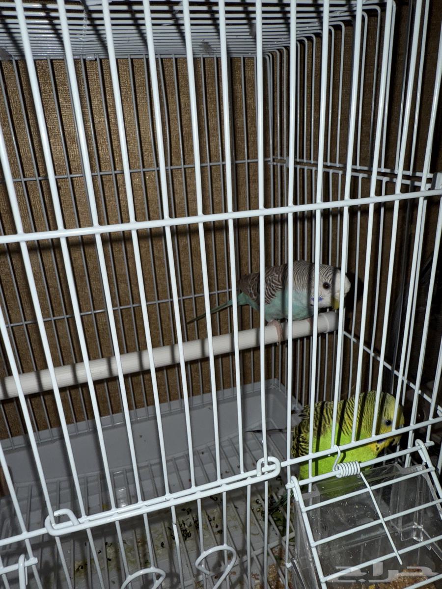 طيور بادجي ذكر وانثى زوج64394371999491111