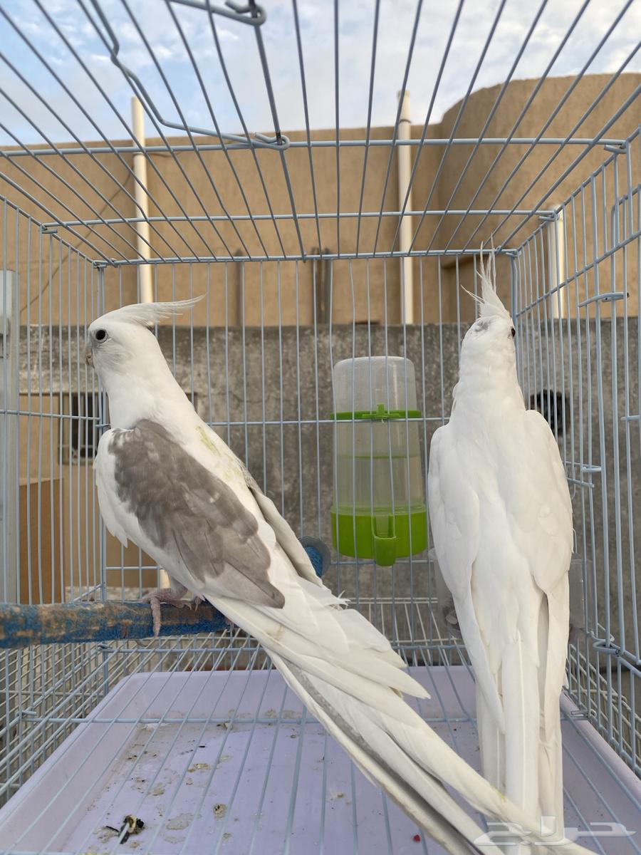 جوز كروان مميز64395337840257110