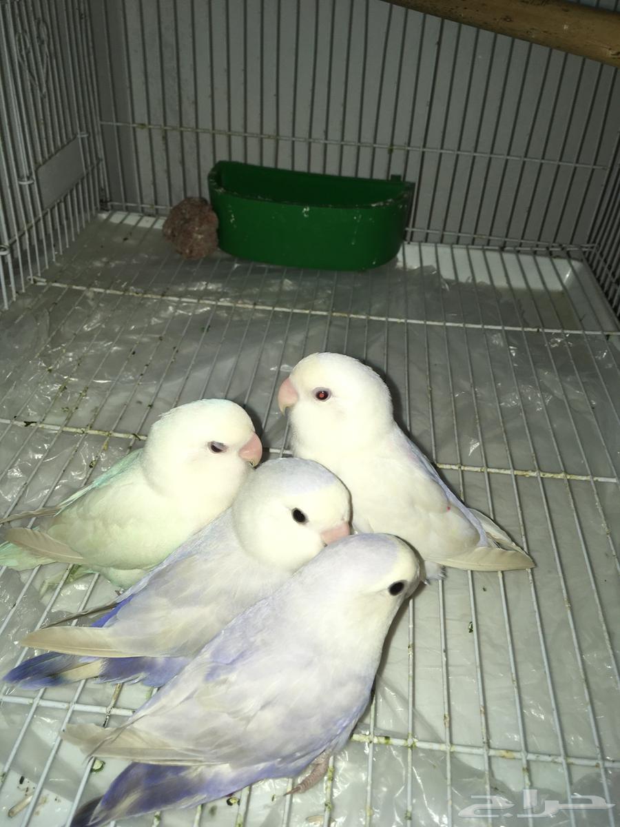 طيور ببغاء روز للبيع جوزين مع القفص و اكلهم64393362616578112