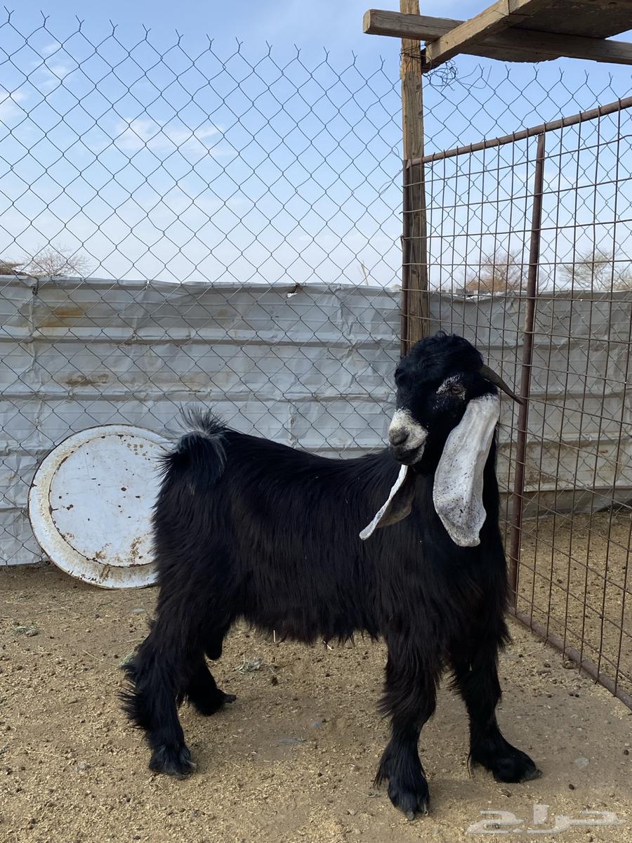 تيس عارضي صنف معرف64394468846722114