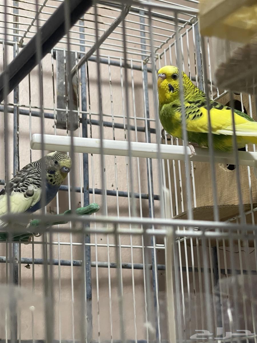 طائر البادجي64395476263683112