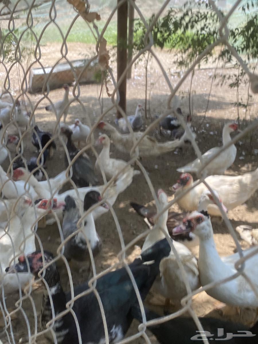 بط بح مصر للبيع64397157814145110