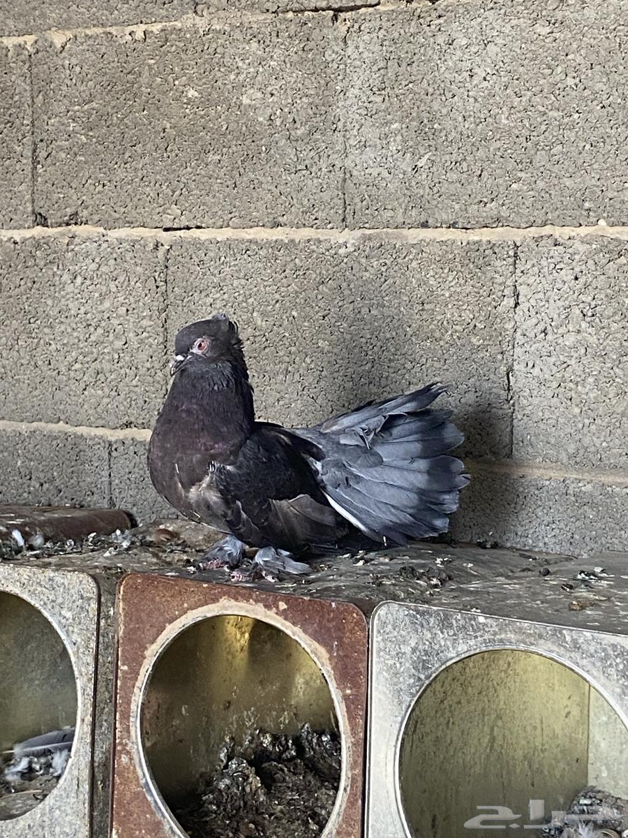 Dancing pigeon pair64392717575043111