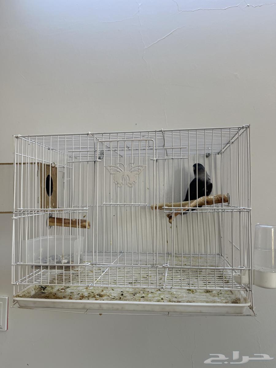 طير فنش للبيع64397728084993111