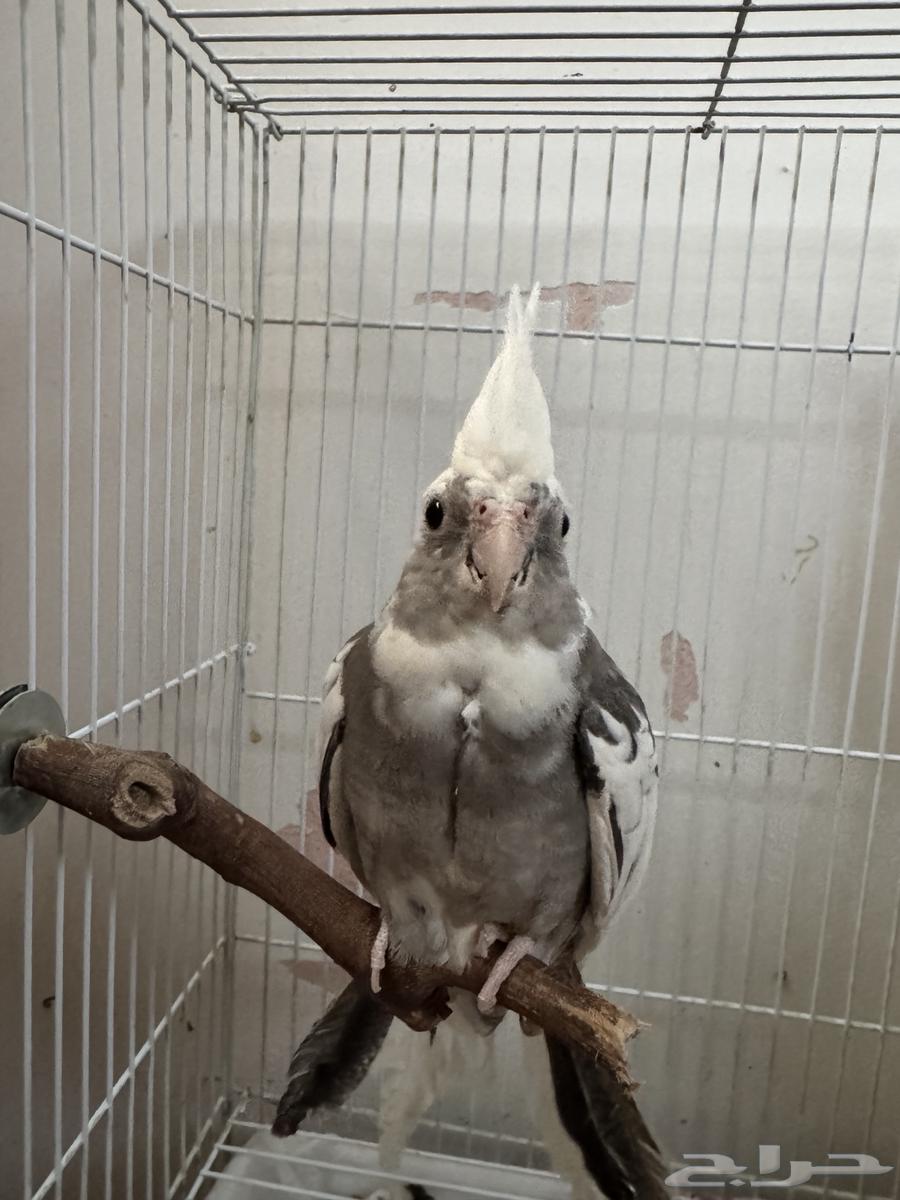 كروان هولندي64399940316163111