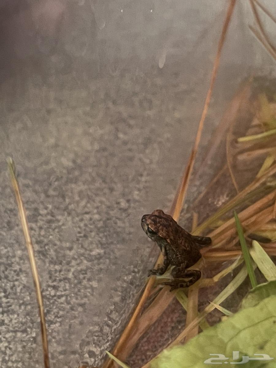 Dwarf frog64395853482113111