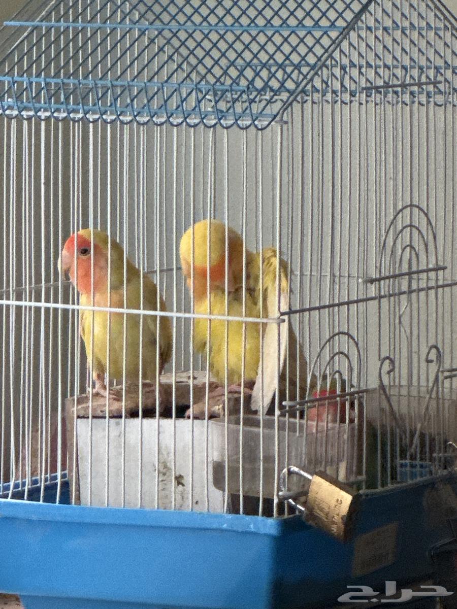 3 birds for sale, male, female, and the third one I'm not sure about the gender64398409680259110