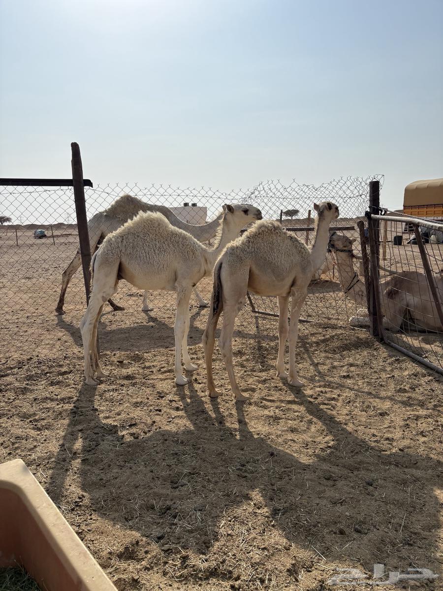 Qa'dan Qasab64400925172353111