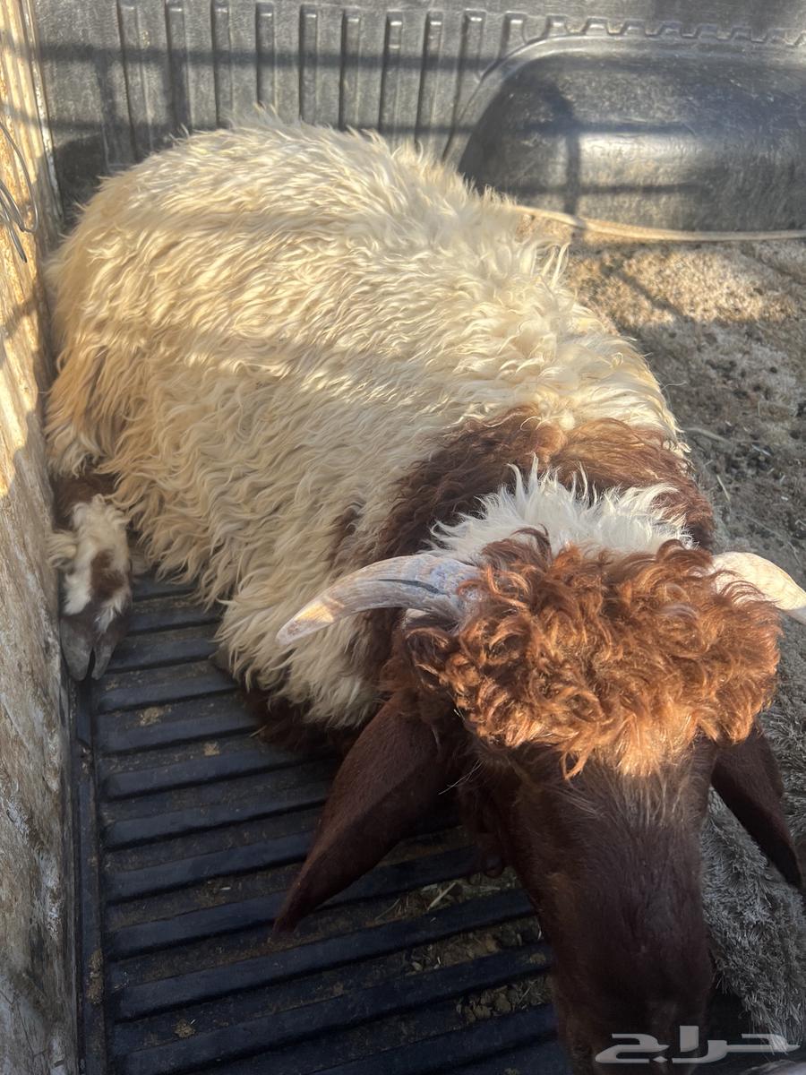 للبيع خروف نعيمي العمر7شهور شرط سليم64400772089859110