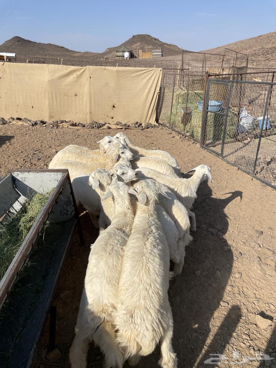 بهم للبيع64399689727234112