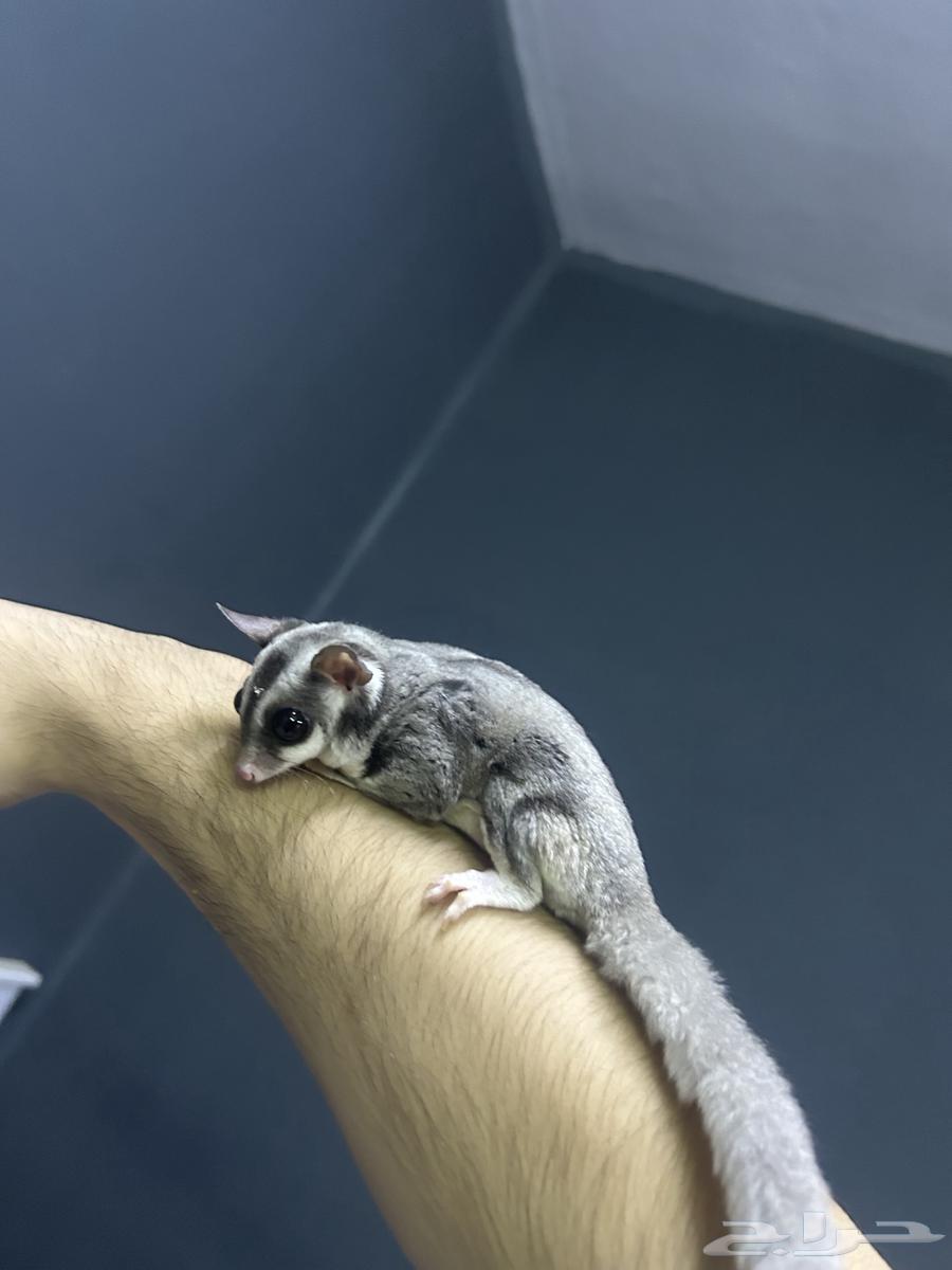 السنجاب الطائر64370047868289113