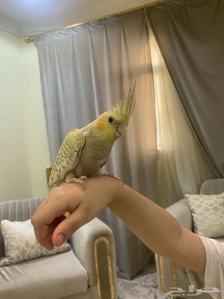 كروان اليف جدا64401244405890112