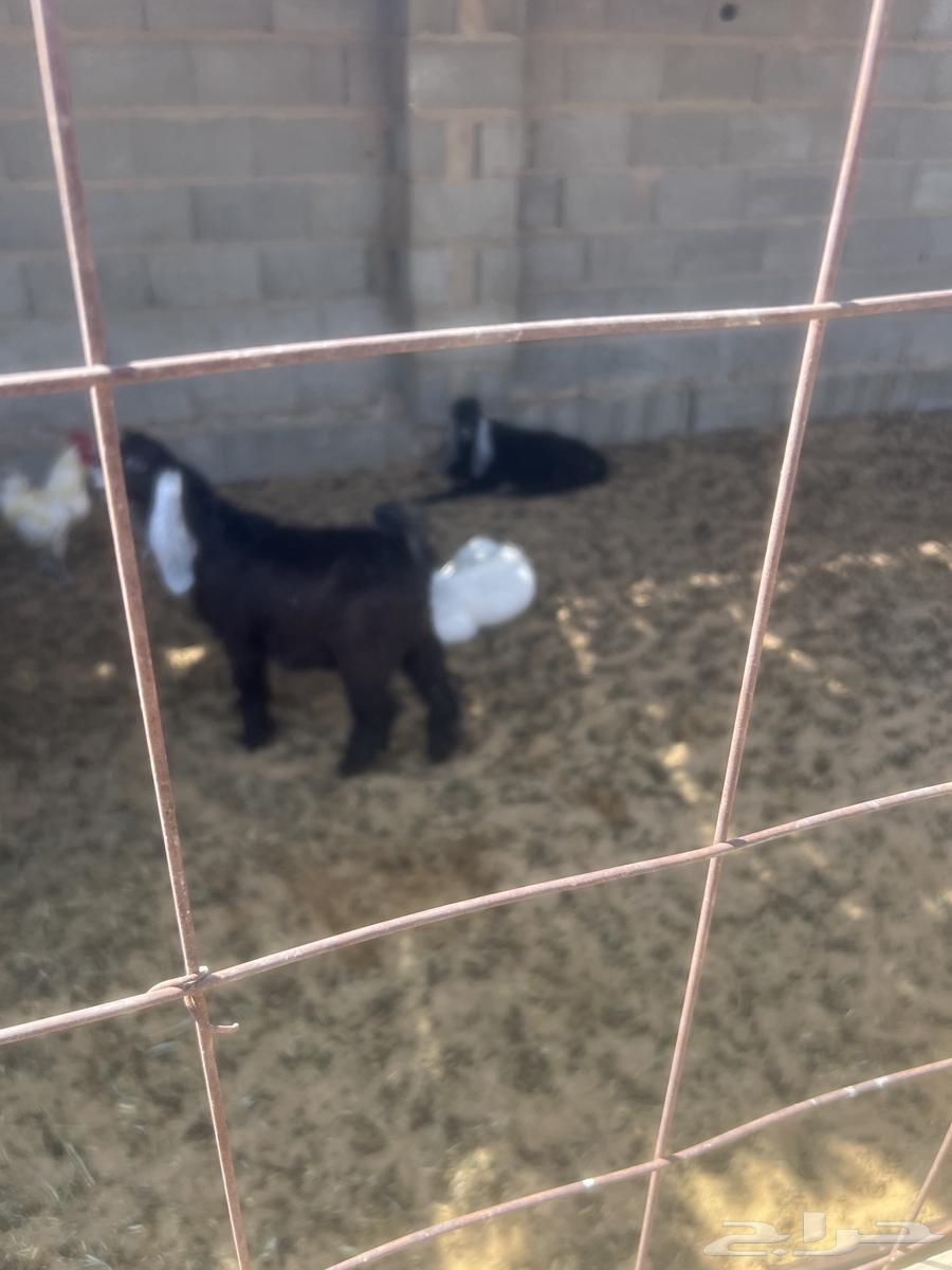 Tios64400342183171113