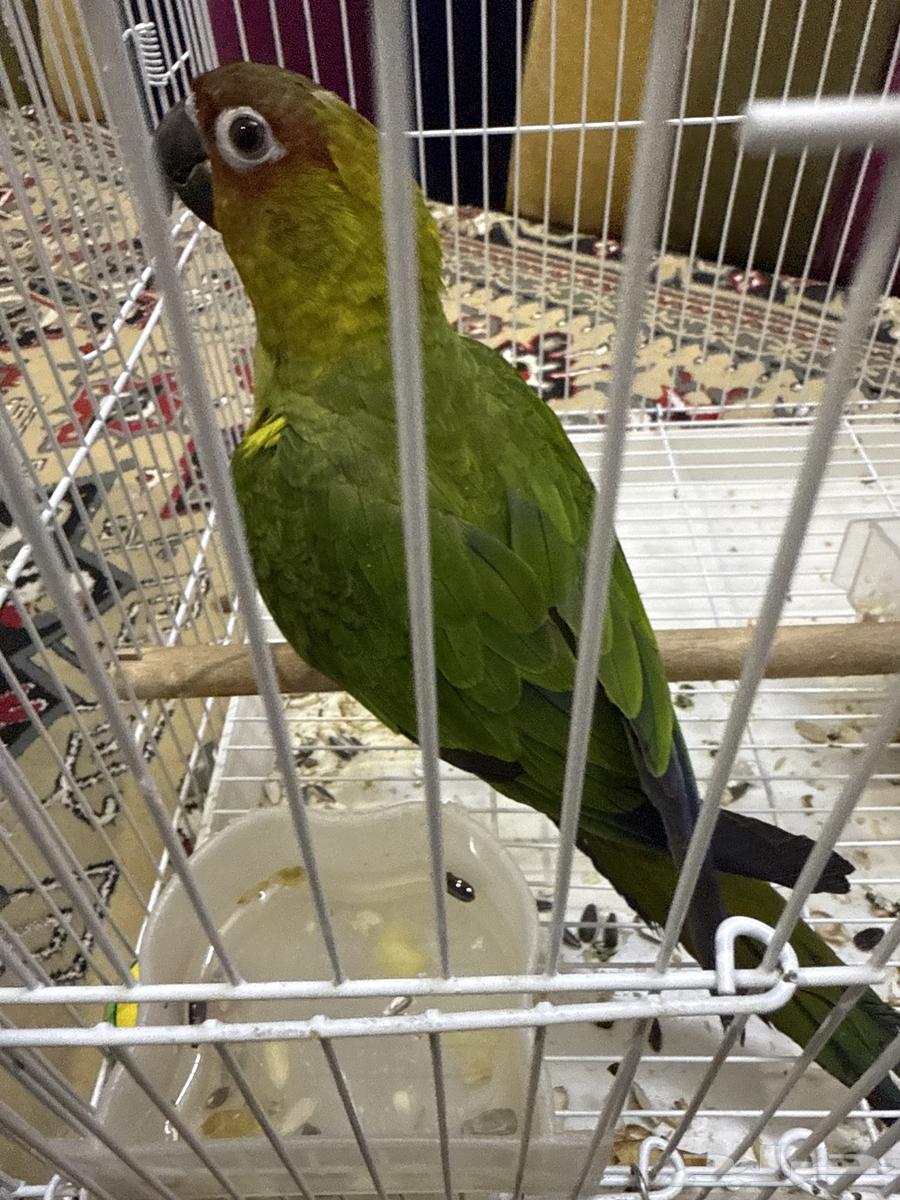 بغبغاء64392662400130114