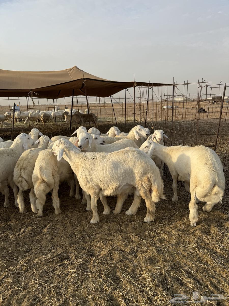 طليان حري64396672304897111