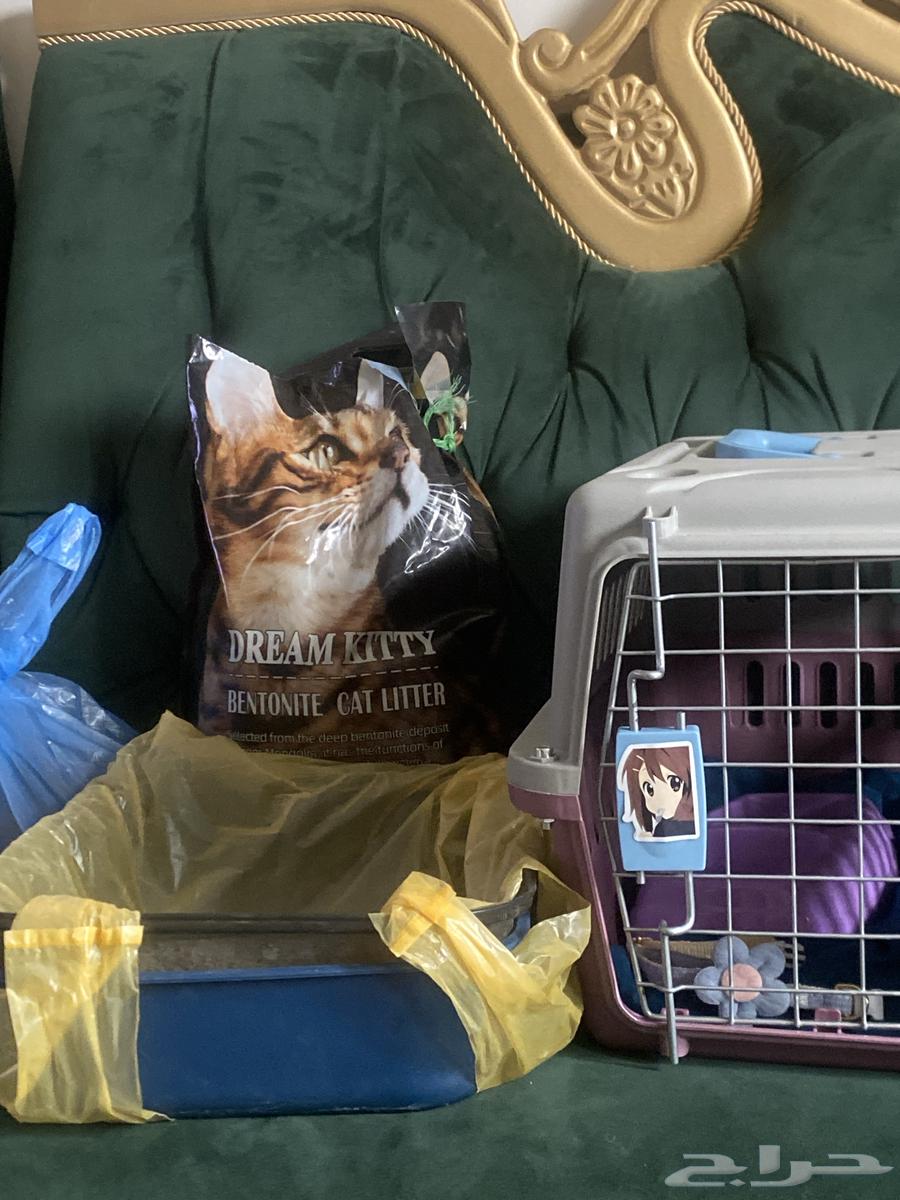 ((قطه للبيع سبب البيع مااحب القطط ))64399300088963113