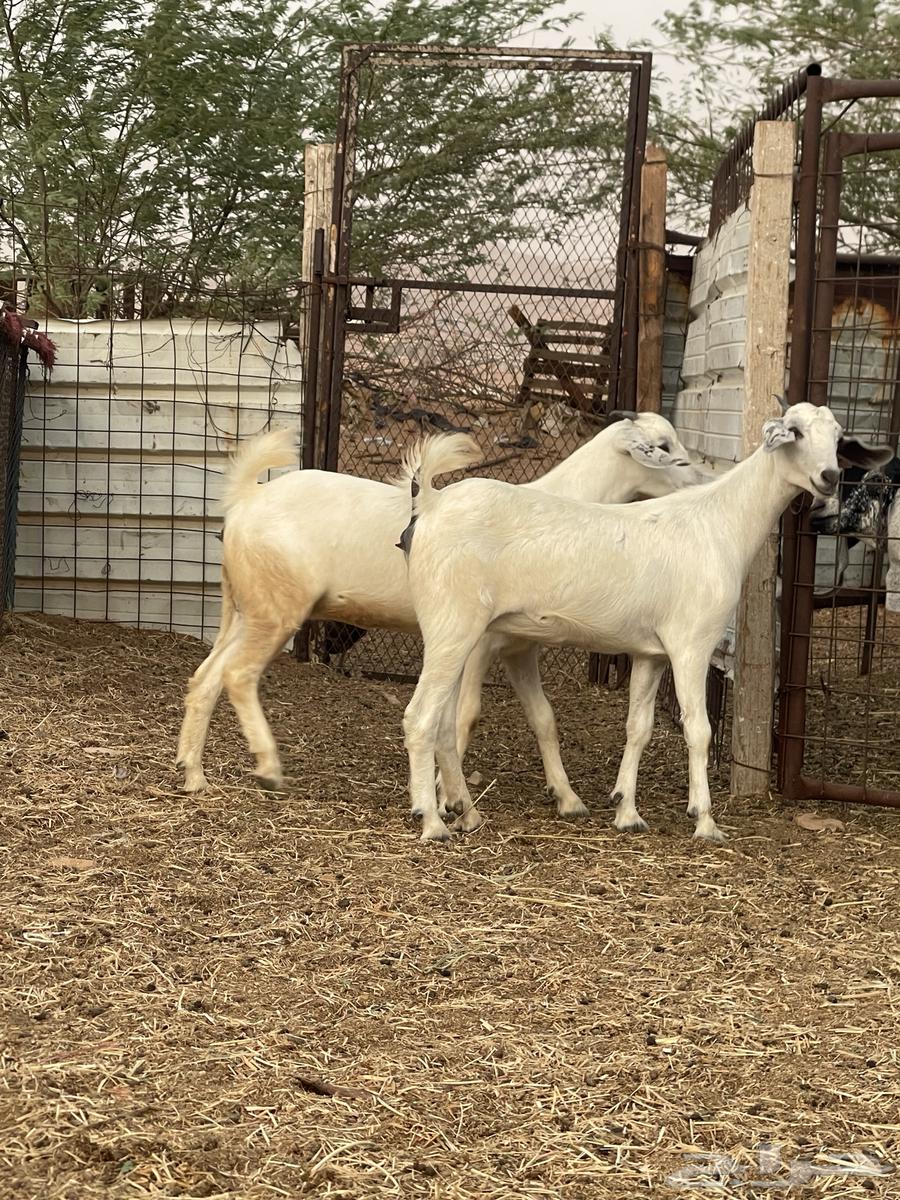 جفرتين بيشية للبيع64396407709571111