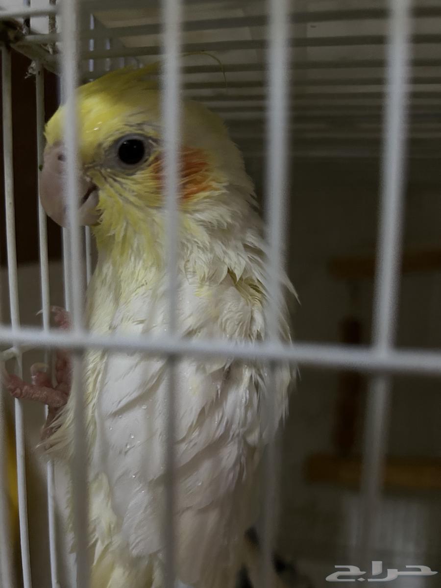 انثى كروان لاتينو منتجه64392676486530111