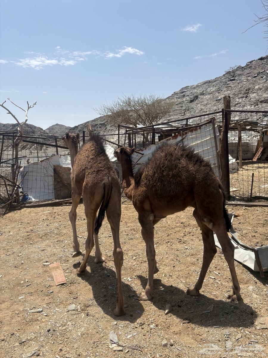 للبيع قعدان264397575716226111